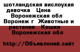 шотландская вислоухая девочка › Цена ­ 3 000 - Воронежская обл., Воронеж г. Животные и растения » Кошки   . Воронежская обл.